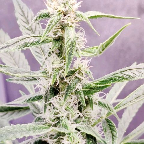 Cheesus Christ growlog timeline photo