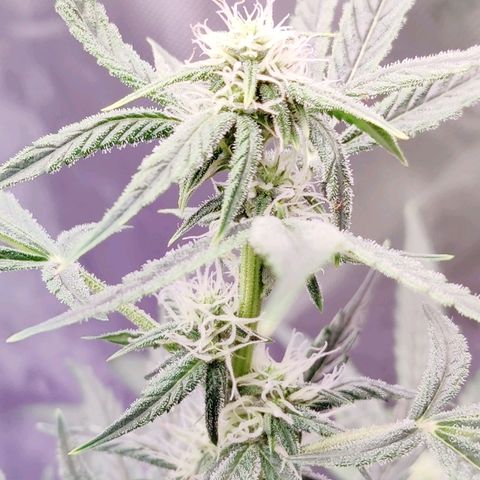 Cheesus Christ growlog timeline photo