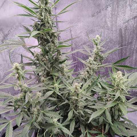 Cheesus Christ growlog timeline photo