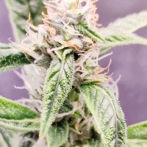 Cheesus Christ growlog timeline photo