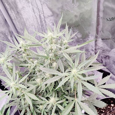 Cheesus Christ growlog timeline photo