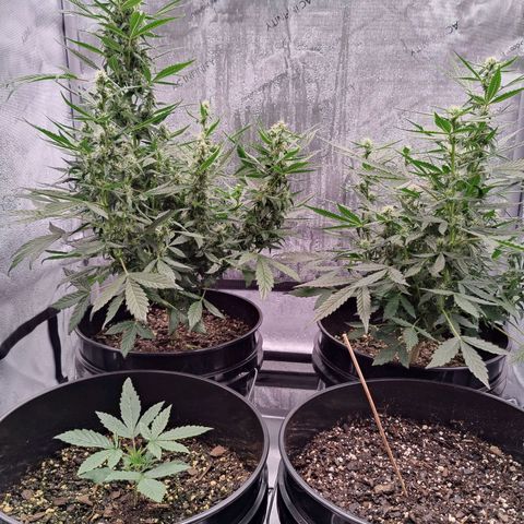 Cheesus Christ growlog timeline photo