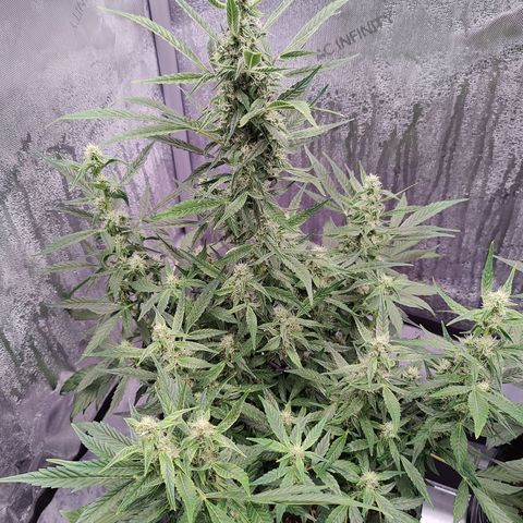 Cheesus Christ growlog timeline photo