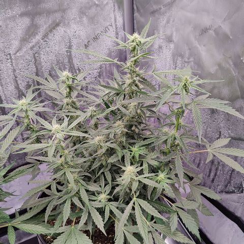 Cheesus Christ growlog timeline photo