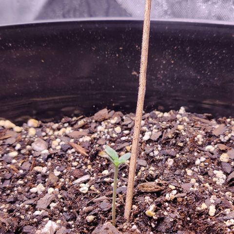 Skywalker growlog timeline photo