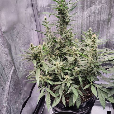 Cheesus Christ growlog timeline photo