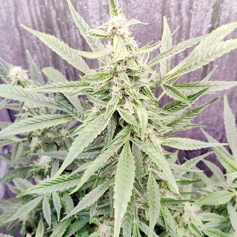 Cheesus Christ growlog timeline photo