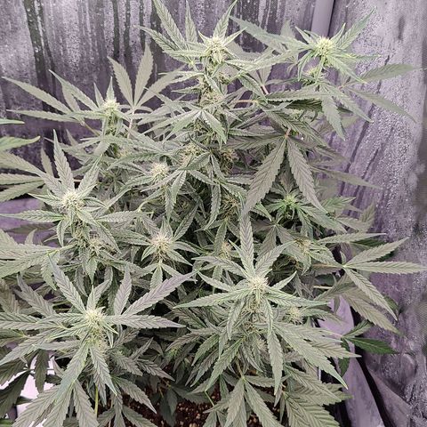 Cheesus Christ growlog timeline photo