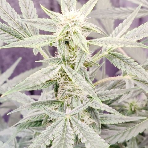 Cheesus Christ growlog timeline photo