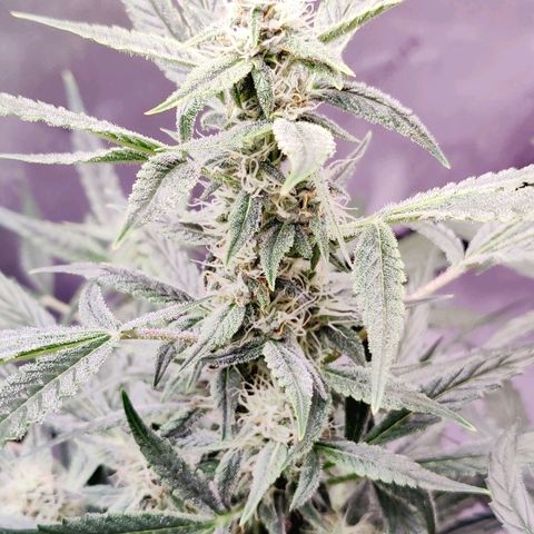 Cheesus Christ growlog timeline photo