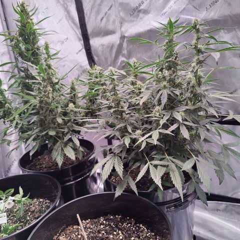 Cheesus Christ growlog timeline photo