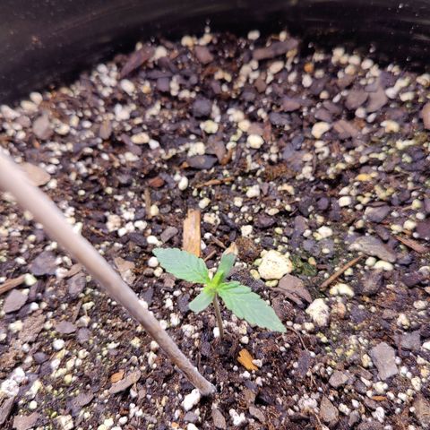 Skywalker growlog timeline photo