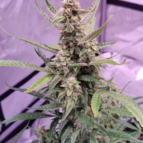 Cheesus Christ growlog timeline photo