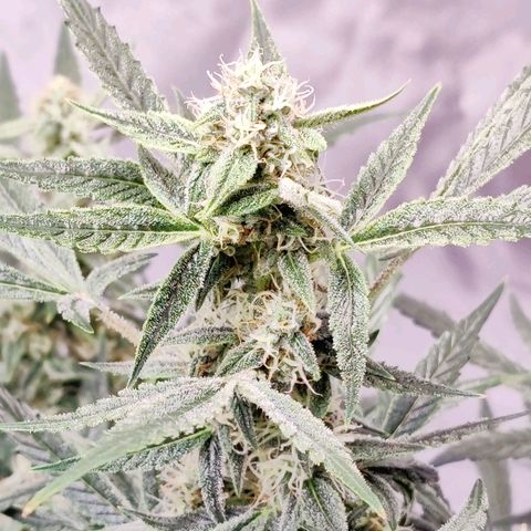 Cheesus Christ growlog timeline photo