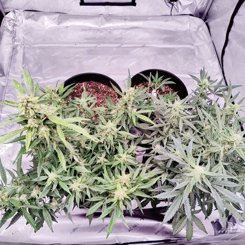 Cheesus Christ growlog timeline photo