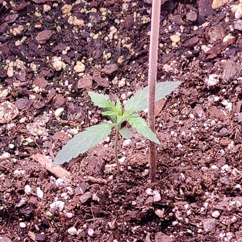 Skywalker growlog timeline photo