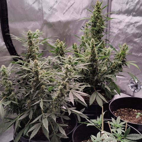Cheesus Christ growlog timeline photo