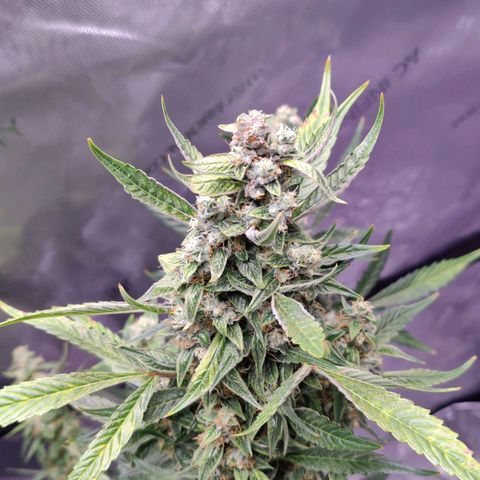 Cheesus Christ growlog timeline photo