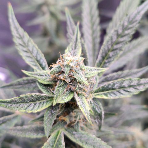 Cheesus Christ growlog timeline photo