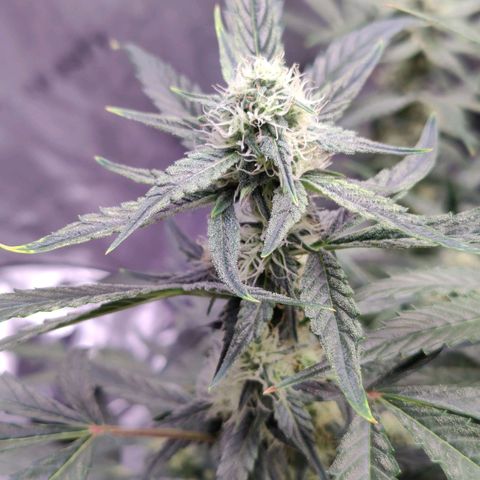 Cheesus Christ growlog timeline photo