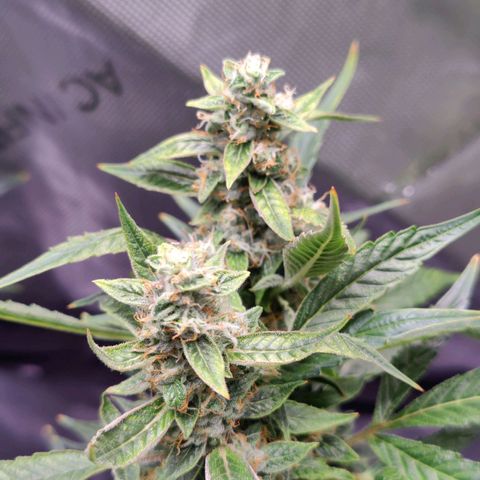 Cheesus Christ growlog timeline photo