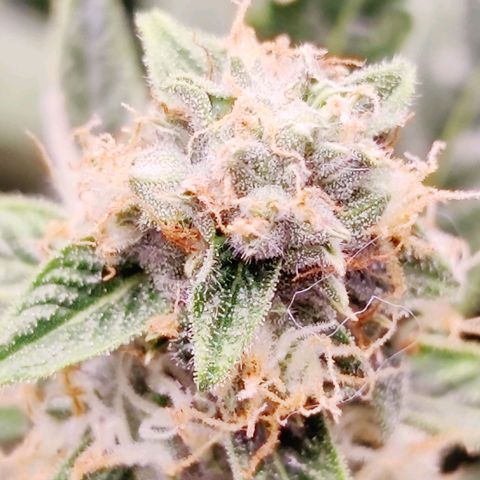 Cheesus Christ growlog timeline photo