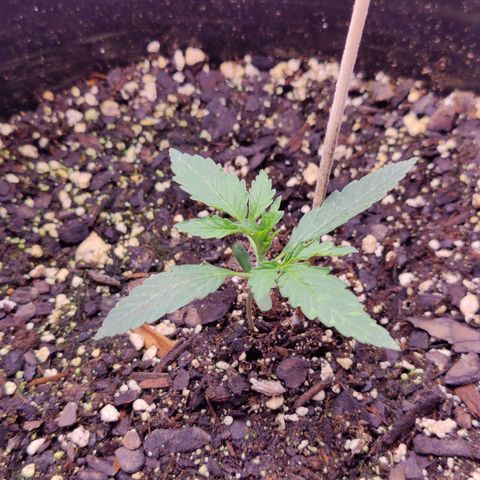Skywalker growlog timeline photo