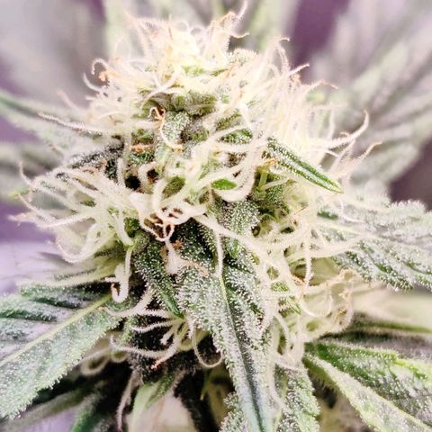Cheesus Christ growlog timeline photo