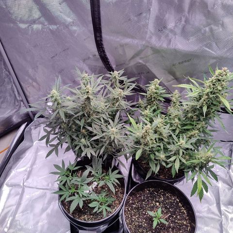 Cheesus Christ growlog timeline photo