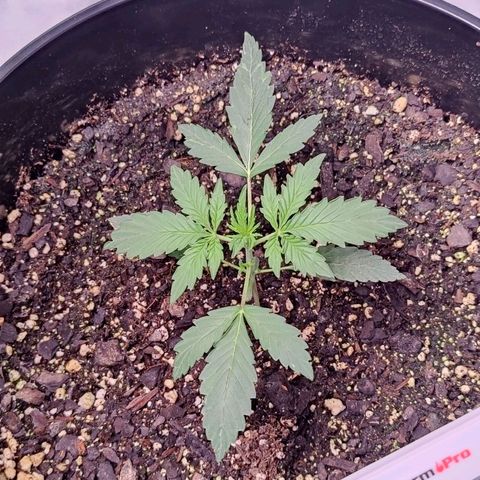 Skywalker growlog timeline photo