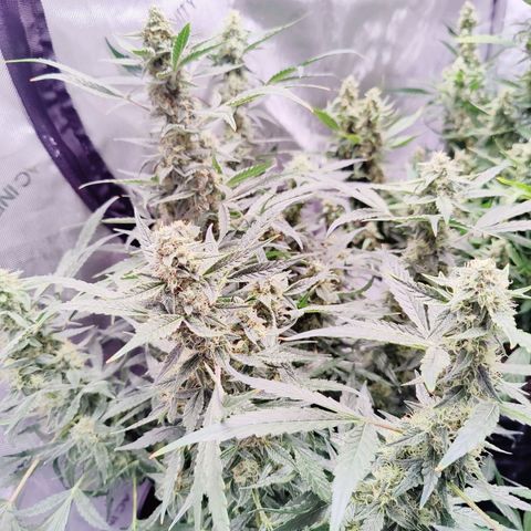 Cheesus Christ growlog timeline photo