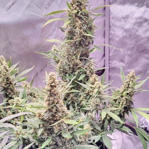 Cheesus Christ growlog timeline photo