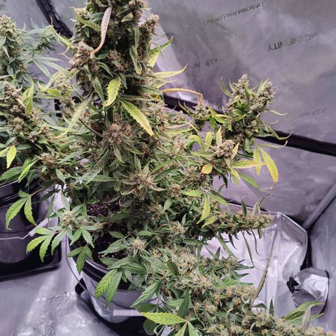 Cheesus Christ growlog timeline photo