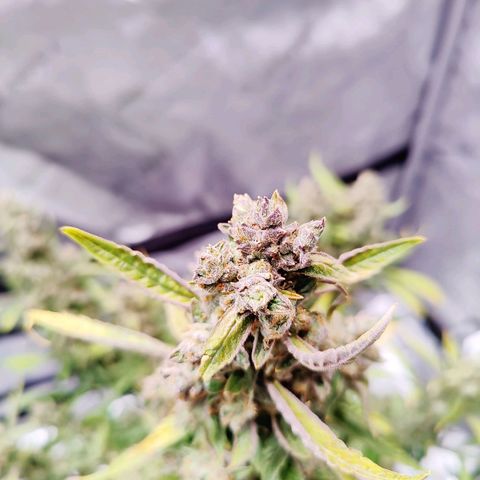 Cheesus Christ growlog timeline photo