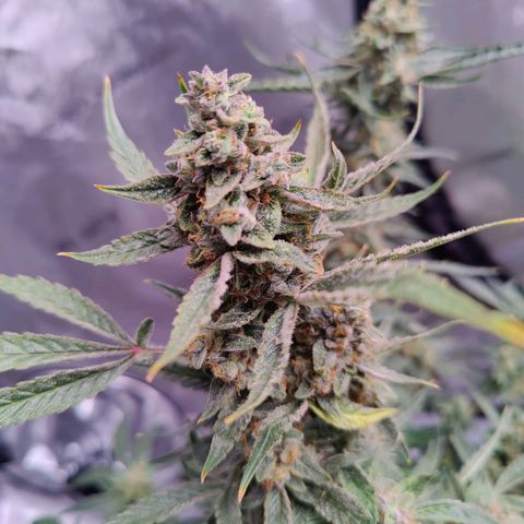 Cheesus Christ growlog timeline photo