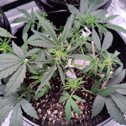 Skywalker growlog timeline photo