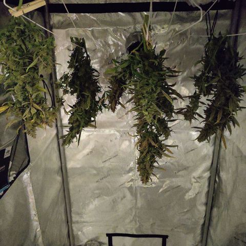 Cheesus Christ growlog timeline photo
