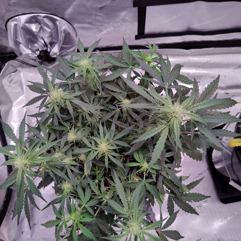 Skywalker growlog timeline photo