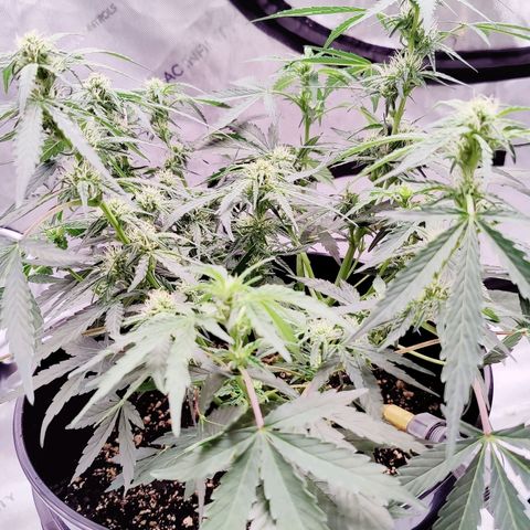 Skywalker growlog timeline photo