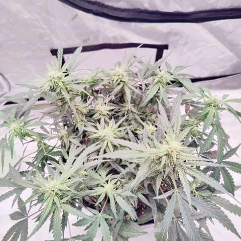 Skywalker growlog timeline photo