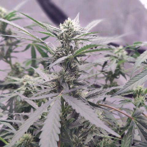 Skywalker growlog timeline photo