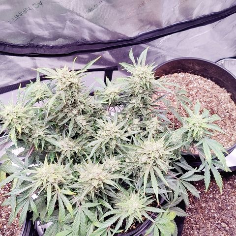Skywalker growlog timeline photo