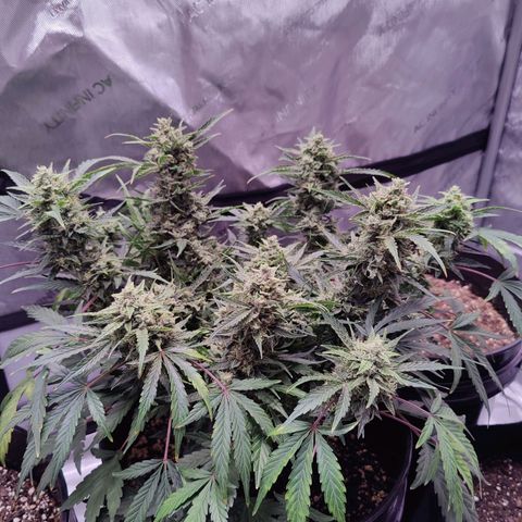 Skywalker growlog timeline photo