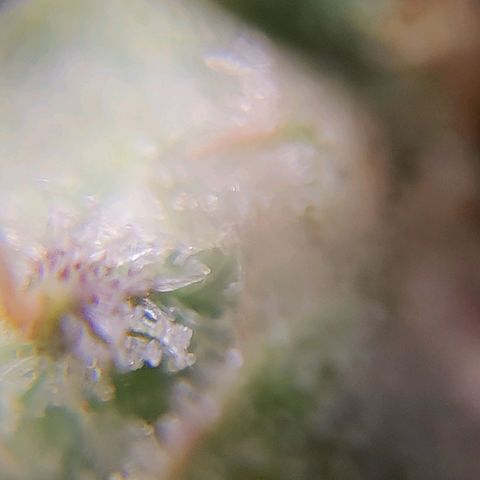 Skywalker growlog timeline photo