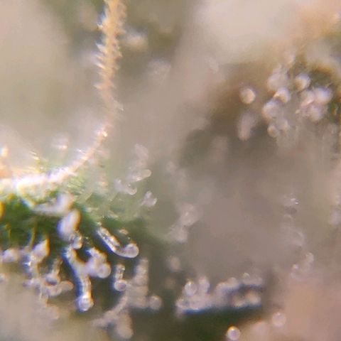 Skywalker growlog timeline photo
