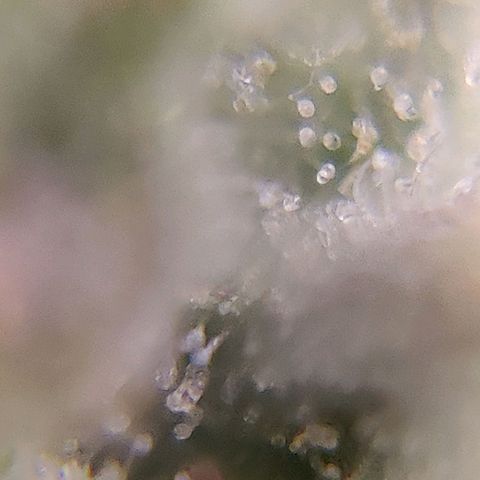 Skywalker growlog timeline photo