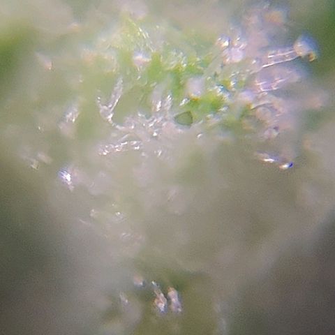 Skywalker growlog timeline photo