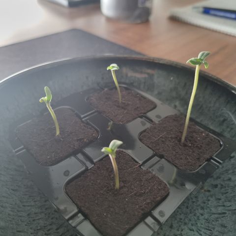 Purple Lemonade Auto Run #1 growlog photo: Heute kommen die Ladies in den Endtopf