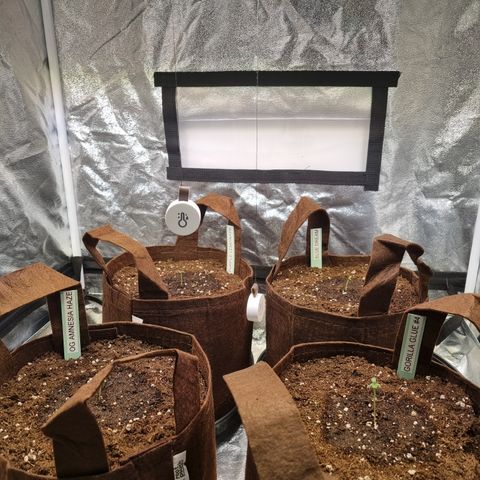 Purple Lemonade Auto Run #1 growlog photo: 12 Liter/ 3 Galon Stofftopf
Substrat Plagron Light Mix