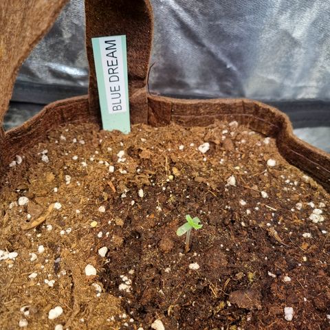 Blue Dream Auto Run #1 growlog timeline photo
